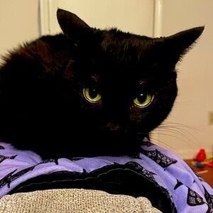 OFFER FOR MONOCHROMECAT